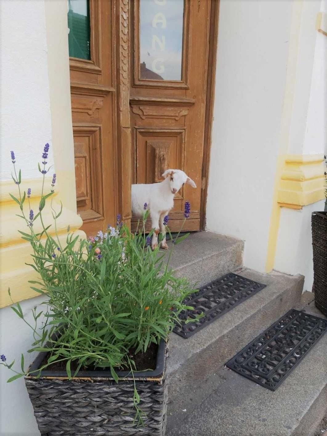 فندق Pension Am Stadtgraben لوبنو المظهر الخارجي الصورة